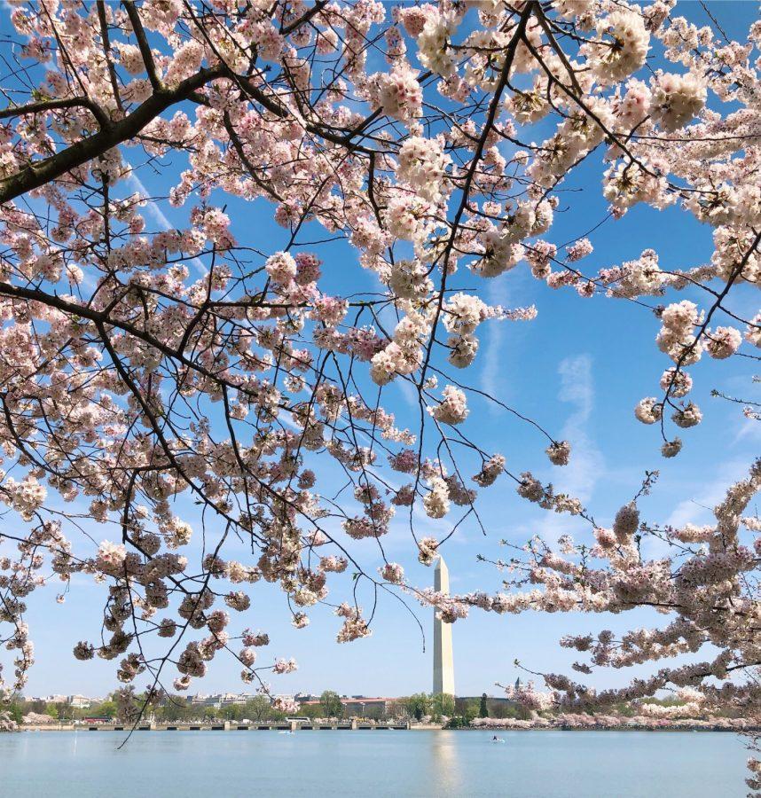 Washington DC blooms into spring with the cherry blossom festival