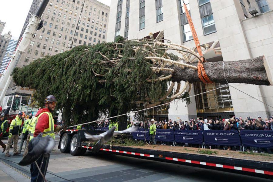 Say hello to this year’s Rockefeller Center Christmas tree