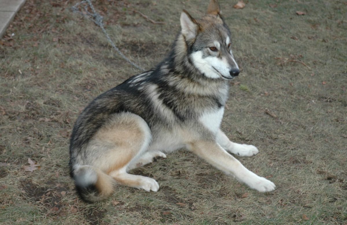 A wolf dog lounges in the grass. On May 3—changed from the original date of April 16—a wolf dog will be visiting Scotch Plains-Fanwood High School in the auditorium for a lunchtime presentation. 