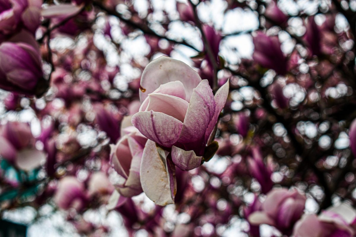 The Fanscotian hopes everyone had a happy and healthy spring break!
