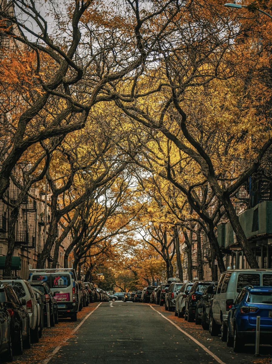 The leaves around NYC transition into their Fall colors.
